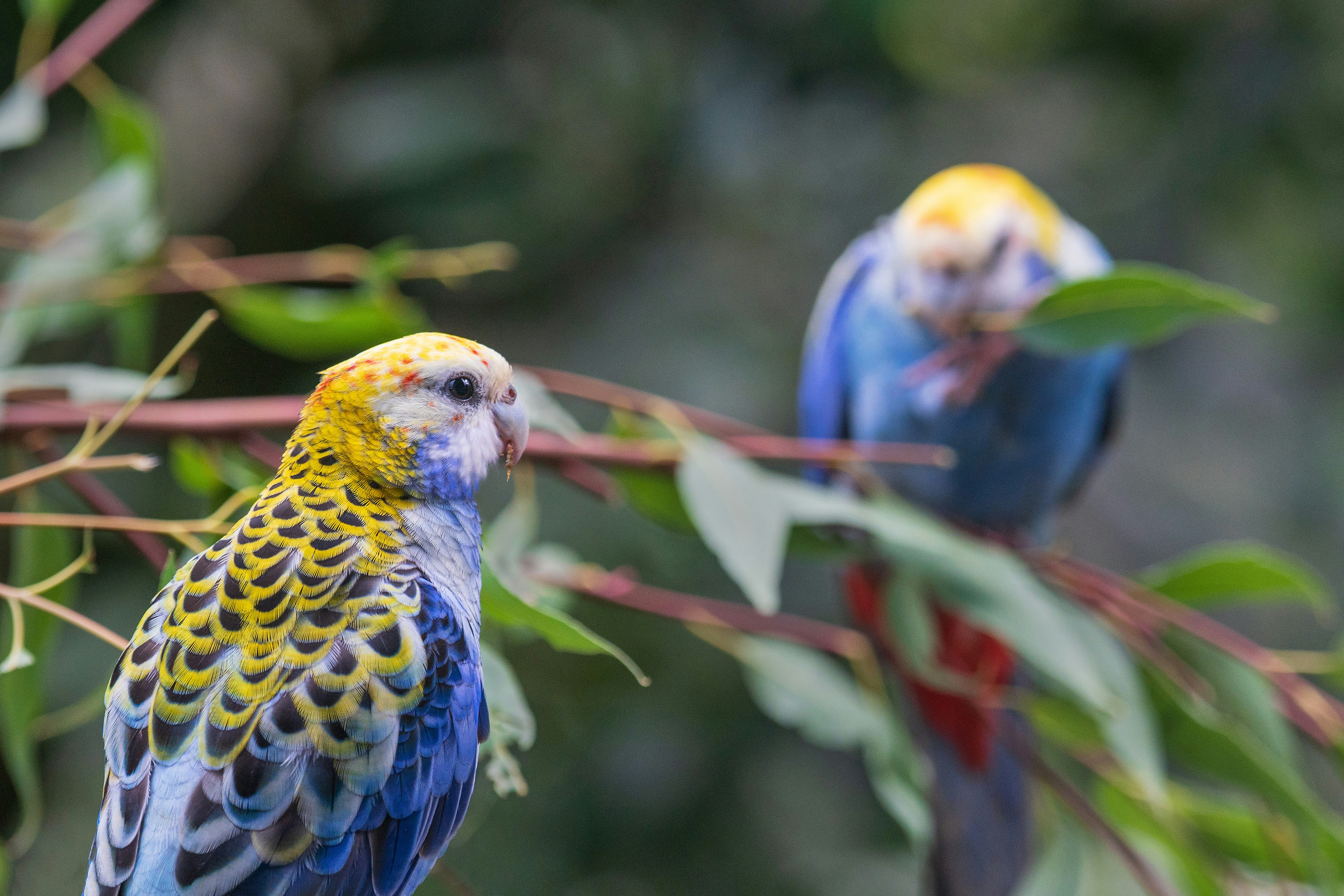 blue yellow and white bird on tree branch